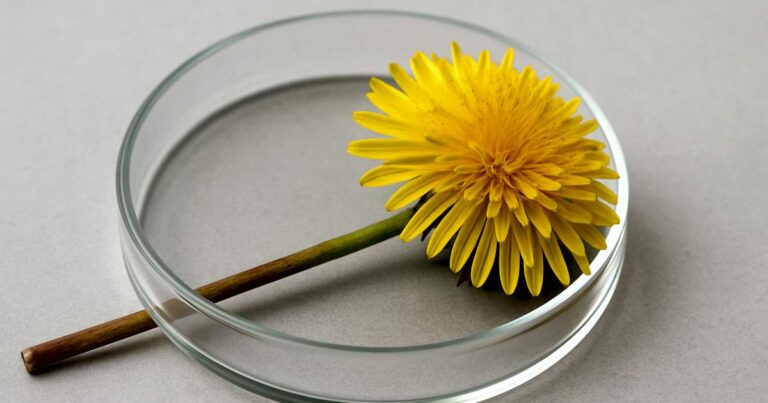 Dandelion Root Extract Leukaemia